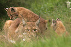 lynxes
