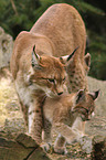 lynxes