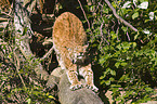 lynx