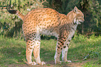 lynx