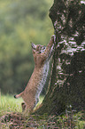 young lynx climbs on tree