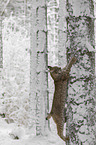 lynx climbs on tree