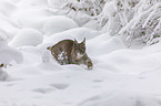 Lynx walks through deep snow