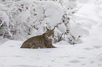 Lynx sits in deep snow