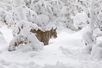 Lynx in deep snow