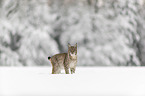 Lynx stands in deep snow