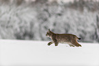 Lynx walks through deep snow