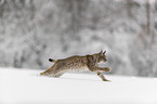 Lynx runs through deep snow