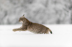 Lynx runs through deep snow