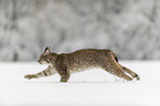 Lynx runs through deep snow