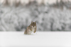 Lynx runs through deep snow