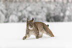 Lynx walks through deep snow