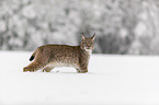 Lynx stands in deep snow