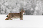Lynx stands in deep snow