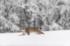 Lynx walks through deep snow