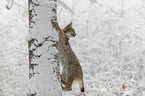 lynx climbs on tree