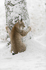 lynx climbs on tree