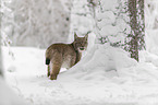 Lynx stands in deep snow