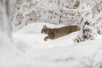 Lynx walks through deep snow