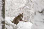 Lynx lies in snow