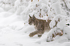 Lynx walks through deep snow