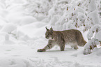 Lynx walks through deep snow
