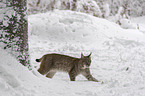 Lynx walks through deep snow