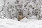 Lynx sits in deep snow