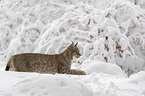 Lynx walks through deep snow