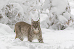 Lynx stands in deep snow