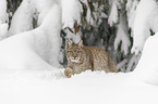 Lynx walks through deep snow