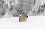Lynx walks through deep snow