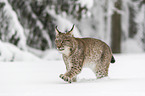 Lynx walks through deep snow