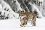 Lynx walks through deep snow