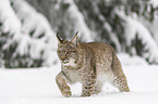Lynx walks through deep snow