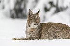 Lynx lies in snow