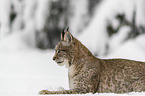 Lynx lies in snow