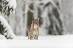 Lynx stands in deep snow