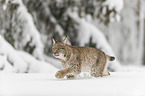 Lynx walks through deep snow