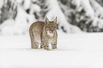Lynx stands in deep snow