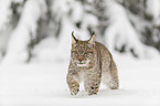 Lynx walks through deep snow
