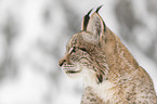 Lynx portrait