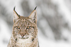 Lynx portrait