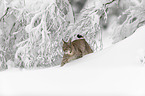 Lynx walks through deep snow