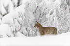 Lynx stands in deep snow