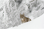 Lynx sits in deep snow