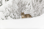 Lynx stands in deep snow