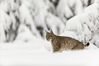 Lynx stands in snow