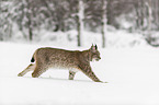 Lynx walks through deep snow