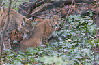 lynxes